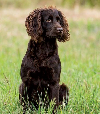 Boykin Spaniel